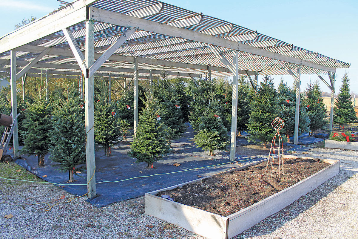Myers Tree Farm pre-cut Christmas trees